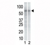 Western blot testing of mouse NIH3T3 cell lysate (Lane 1) and human K562 cell lysate (2) with CHK1 antibody. Predicted molecular weight ~54kDa.