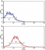 Flow cytometric analysis of HepG2 cells using EPHB2 antibody (red) compared to a negative control (blue). PE-conjugated goat-anti-mouse secondary Ab was used for the analysis.