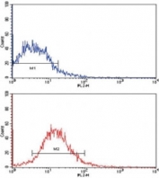 Flow cytometric analysis of HepG2 cells using EPHB2 antibody (red) compared to a negative control (blue). PE-conjugated goat-anti-mouse secondary Ab was used for the analysis.