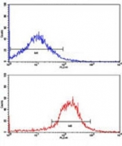 Flow cytometric analysis of HepG2 cells using EGFR antibody (bottom histogram) compared to a negative control cell (top histogram). PE-conjugated goat-anti-mouse secondary Ab was used for the analysis.