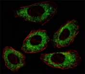 Fluorescent image of A549 cell stained with anti-Src antibody at 1:25. Immunoreactivity is localized to the cytoplasm.
