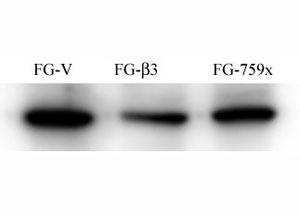 FG Pancreatic Carcinoma Cell Lines stably expressing vector along (FG-V) the b3 integrin subunit (FG-b3) or a b3 truncation mutant (FG-759x). Src antibody was diluted 1:500 and incubated overnight at 4oC. Data and protocol kindly provided by Dr. Weis of Cheresh Lab, UCSD.