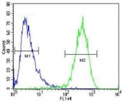 ABCC10 antibody flow cytometric analysis of HepG2 cells (right histogram) compared to a <a href=../search_result.php?search_txt=n1001>negative control</a> (left histogram). FITC-conjugated goat-anti-rabbit secondary Ab was used for the analysis.