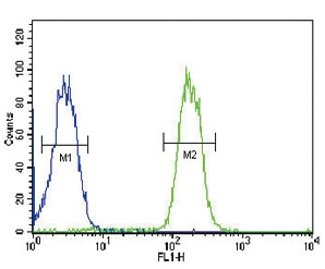 ABCC3 antibody flow cytometric analysis of MDA-MB435 cells (right histogram) compared to a <a href=../search_result.php?search_txt=n1001>negative control</a> (left histogram). FITC-conjugated goat-anti-rabbit secondary Ab was used for the analysis.
