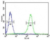 CXCR3 antibody flow cytometric analysis of K562 cells (green) compared to a <a href=../search_result.php?search_txt=n1001>negative control</a> (blue). FITC-conjugated goat-anti-rabbit secondary Ab was used for the analysis.
