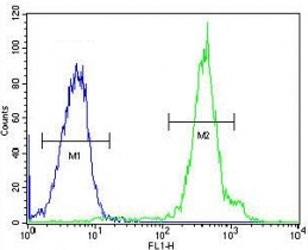 FUS antibody flow cytometric analysis of HeLa cells (right histogram) compared to a negative control (left histogram). FITC-conjugated goat-anti-rabbit secondary Ab was used for the analysis.
