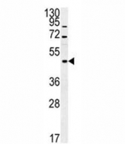 FUS antibody western blot analysis in mouse cerebellum tissue lysate.