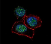 Confocal immunofluorescent analysis of JMJD3 antibody with HeLa cells followed by Alexa Fluor 488-conjugated goat anti-rabbit lgG (green). Actin filaments have been labeled with Alexa Fluor 555 Phalloidin (red). DAPI was used as a nuclear counterstain (blue).