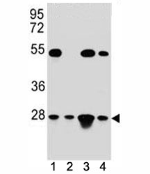 TFAM antibody western blot analysis in (1) HeLa, (2) Jurkat, (3) K562, and (4) MCF-7 lysate; Expected molecular weight: 24~29 kDa.