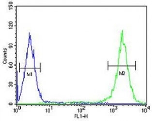 TFAM antibody flow cytometric analysis of K562 cells (right histogram) compared to a negative control (left histogram). FITC-conjugated goat-anti-rabbit secondary Ab was used for the analysis.