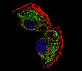 Fluorescent confocal image of NCI-H460 cell stained with TFAM antibody at 1:25. TFAM immunoreactivity is localized to mitochondrion.
