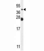 NEU4 antibody western blot analysis in mouse liver tissue lysate.