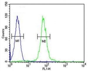 ABCD1 antibody flow cytometric analysis of HL-60 cells (right histogram) compared to a <a href=../search_result.php?search_txt=n1001>negative control</a> (left histogram). FITC-conjugated goat-anti-rabbit secondary Ab was used for the analysis.