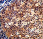 IL-12B antibody immunohistochemistry analysis in formalin fixed and paraffin embedded human tonsil tissue.