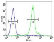 IL-12B antibody flow cytometric analysis of MDA-MB435 cells (green) compared to a <a href=../search_result.php?search_txt=n1001>negative control</a> (blue). FITC-conjugated goat-anti-rabbit secondary Ab was used for the analysis.