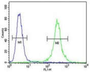 CCR8 antibody flow cytometric analysis of MDA-MB435 cells (right histogram) compared to a negative control (left histogram). FITC-conjugated goat-anti-rabbit secondary Ab was used for the analysis.