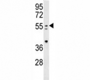 PAX-7 antibody western blot analysis in mouse spleen tissue lysate. Expected molecular weight: 55-57 kDa.