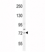 SREBP2 antibody western blot analysis in HepG2 lysate