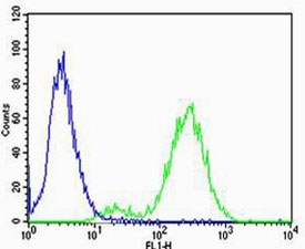 Flow cytometric analysis of Jurkat cells using CB2 antibody (green) compared to an <a href=../search_result.php?search_txt=n1001>isotype control of rabbit Ig</a> (blue). Ab was diluted at 1:25 dilution. An Alexa Fluor 488 goat anti-rabbit lgG was used as the secondary Ab.