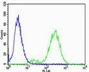 Flow cytometric analysis of Jurkat cells using CB2 antibody (green) compared to an isotype control of rabbit Ig (blue). Ab was diluted at 1:25 dilution. An Alexa Fluor 488 goat anti-rabbit lgG was used as the secondary Ab.