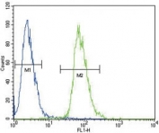 ETV5 antibody flow cytometric analysis of 293 cells (green) compared to a <a href=../search_result.php?search_txt=n1001>negative control</a> (blue). FITC-conjugated goat-anti-rabbit secondary Ab was used for the analysis.