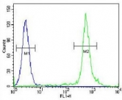 TTF-1 antibody flow cytometric analysis of HeLa cells (green) compared to a <a href=../search_result.php?search_txt=n1001>negative control</a> (blue). FITC-conjugated goat-anti-rabbit secondary Ab was used for the analysis.