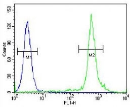 TTF1 antibody flow cytometric analysis of HeLa cells (green) compared to a <a href=../search_result.php?search_txt=n1001>negative control</a> (blue). FITC-conjugated goat-anti-rabbit