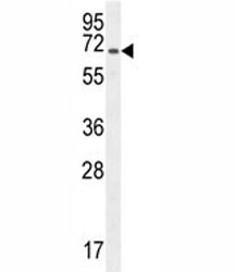 CD31 antibody western blot analysis in CHO lysate.~