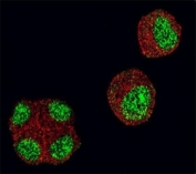 Confocal immunofluorescent analysis of HDAC1 antibody with 293 cells followed by Alexa Fluor 488-conjugated goat anti-rabbit lgG (green). Actin filaments have been labeled with Alexa Fluor 555 Phalloidin (red).