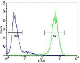 ICAM2 antibody flow cytometric analysis of HepG2 cells (right histogram) compared to a negative control (left histogram). FITC-conjugated goat-anti-rabbit secondary Ab was used for