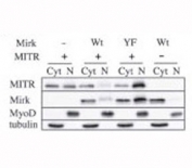 Immunoblots for MITR (HDAC9), Mirk, MyoD and tubulin proteins are shown for cytoplasmic (Cyt) and nuclear (N) extracts from undifferentiated C2C12 myoblasts transfected with plasmids coding for Mirk (Wt), kinase-inactive Mirk (YF) or MITR. Data courtesy of laboratory of Dr. Eileen Friedman, Upstate Medical University, New York.