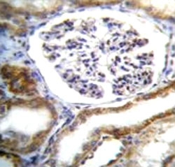 IFT88 antibody immunohistochemistry analysis in formalin fixed and paraffin embedded human kidney tissue.