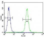 IGF2 antibody flow cytometric analysis of HeLa cells (green) compared to a negative control (blue). FITC-conjugated goat-anti-rabbit secondary Ab was used for the analysis.