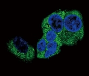 Confocal immunofluorescent analysis of DBH antibody with HepG2 cells followed by Alexa Fluor 488-conjugated goat anti-rabbit lgG (green). DAPI was used as a nuclear counterstain (blue).
