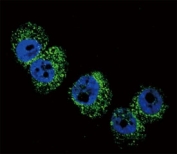 Confocal immunofluorescent analysis of DBH antibody with A2058 cells followed by Alexa Fluor 488-conjugated goat anti-rabbit lgG (green). DAPI was used as a nuclear counterstain (blue).