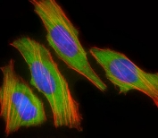 Immunofluorescent staining of PFA fixed and permeabilized human HeLa cells with DBH antibody (green), Phalloidin (red) and DAPI nuclear stain (blue).