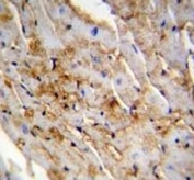 ALDH1L2 antibody immunohistochemistry analysis in formalin fixed and paraffin embedded mouse heart tissue.