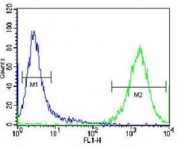 PRMT4 antibody flow cytometric analysis of Jurkat cells (green) compared to a negative control (blue). FITC-conjugated donkey-anti-rabbit secondary Ab was used for the analysis.