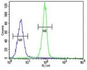 Caspase-3 antibody flow cytometric analysis of MDA-MB435 cells (right histogram) compared to a negative control cell (left histogram). FITC-conjugated goat-anti-rabbit secondary Ab was used for the analysis.