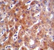 CYP1A2 antibody immunohistochemistry analysis in formalin fixed and paraffin embedded human liver tissue.
