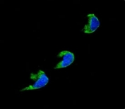 Confocal immunofluorescent analysis of CYP1A2 antibody with 293 cells followed by Alexa Fluor 488-conjugated goat anti-rabbit lgG (green). DAPI was used as a nuclear counterstain (blue).