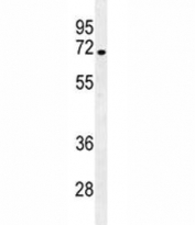 NUMB antibody western blot analysis in NCI-H292 lysate. Predicted/observed molecular weight ~70kDa.