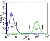 HOPX antibody flow cytometric analysis of 293 cells (green) compared to a negative control (blue). FITC-conjugated goat-anti-rabbit secondary Ab was used for the analysis.