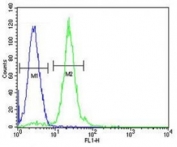 CPT1C antibody flow cytometric analysis of HL-60 cells (green) compared to a <a href=../search_result.php?search_txt=n1001>negative control</a> (blue). FITC-conjugated goat-anti-rabbit secondary Ab was used for the analysis.