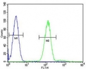 Myeloperoxidase antibody flow cytometric analysis of HL-60 cells (right histogram) compared to a negative control cell (left histogram). FITC-conjugated goat-anti-rabbit secondary Ab was used for the analysis.