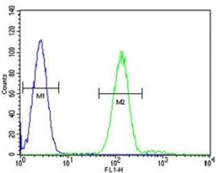 Myeloperoxidase antibody flow cytometric analysis of HL-60 cells (right histogram) compared to a negative control cell (left histogram). FITC-conjug
