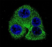 Confocal immunofluorescent analysis of Osteopontin antibody with human 293 cells followed by Alexa Fluor 488-conjugated goat anti-rabbit lgG (green). DAPI was used as a nuclear counterstain (blue).