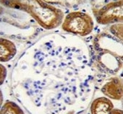 Osteopontin antibody immunohistochemistry analysis in formalin fixed and paraffin embedded human kidney tissue.