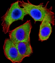 Confocal immunofluorescent analysis of Osteopontin antibody with human MCF7 cells followed by Alexa Fluor 488-conjugated goat anti-rabbit lgG (green). Phalloidin (red) and DAPI (blue) counterstains were used.