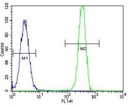 MSH2 antibody flow cytometric analysis of HeLa cells (green) compared to a <a href=../search_result.php?search_txt=n1001>negative control</a> (blue). FITC-conjugated goat-anti-rabbit secondary Ab was used for the analysis.